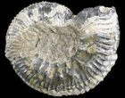 Wide Kosmoceras Ammonite - England #42639-1